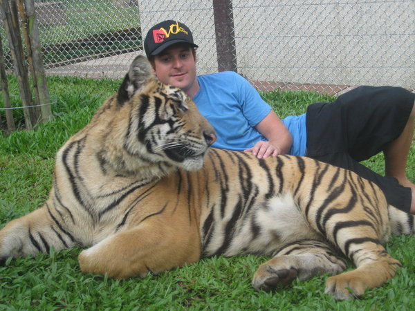 Just relaxin' with a tiger no big deal