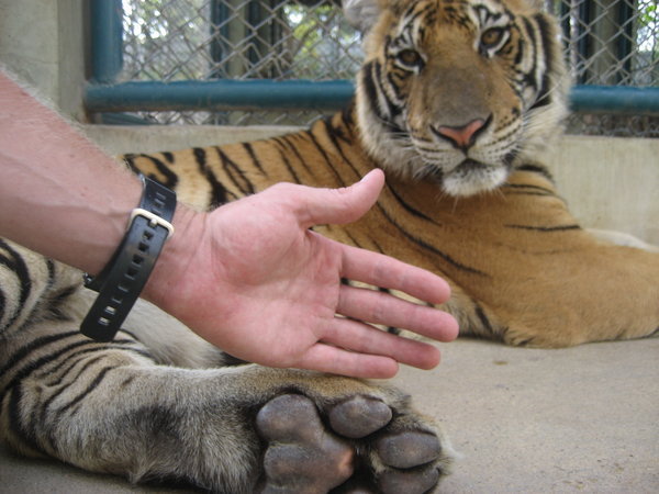 Jeff's hand...And Tiger's Paw