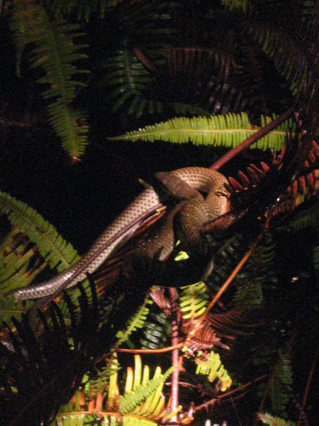 Night Safari... not so baby snake
