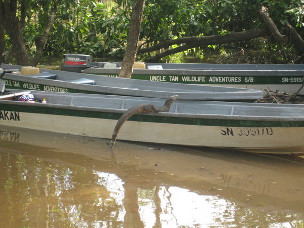 Monitor Lizard jacking the boat!