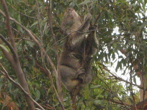 kuala in the wild