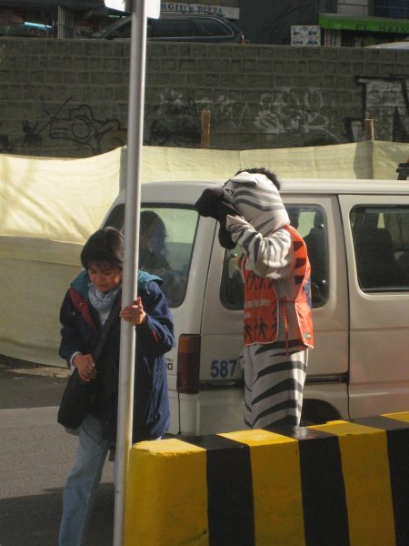 Zebra directing traffic