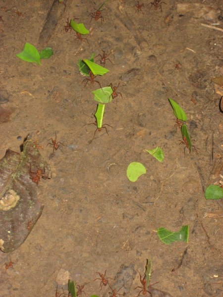 leaf cutter ants