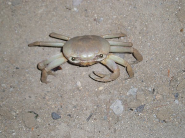 Utila Crab