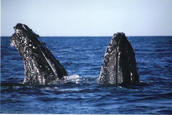 Hervey Bay Whale Watching 6