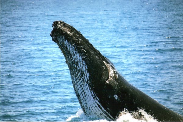 Hervey Bay Whale Watching 14