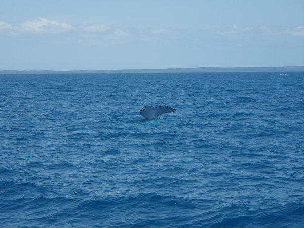 Whale Watching Hervey Bay 19.09.09 038