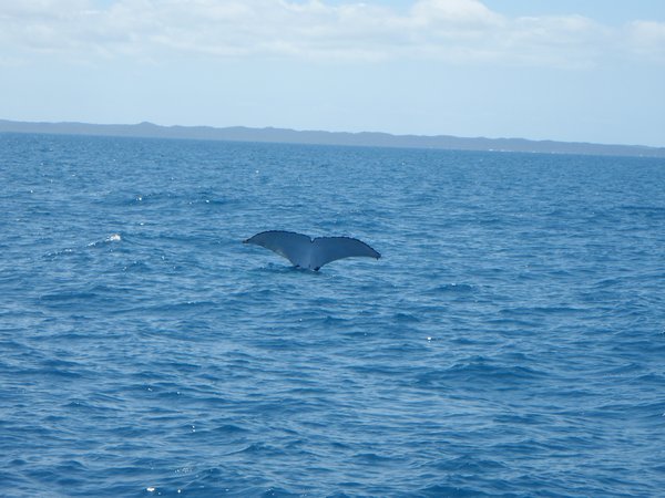 Whale Watching Hervey Bay 19.09.09 043