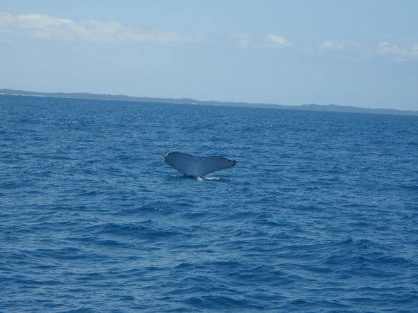 Whale Watching Hervey Bay 19.09.09 040