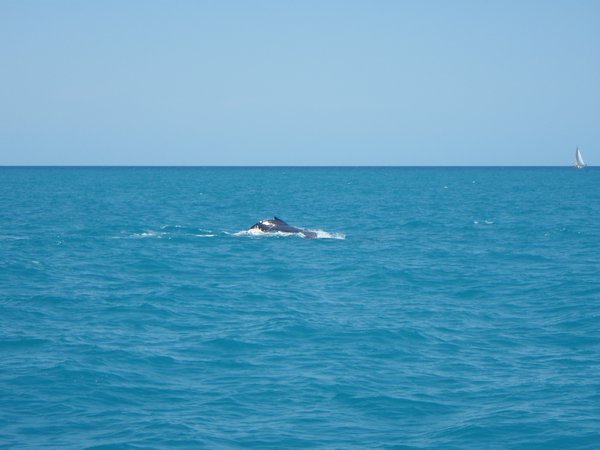 Whale Watching Hervey Bay 19.09.09 058