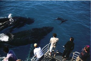 Hervey Bay Whale Watching 9
