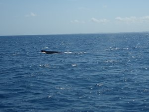Whale Watching Hervey Bay 19.09.09 002
