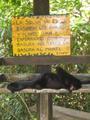 A Spider Monkey Chillin' at the Mirador