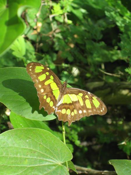 A Pretty Butterfly