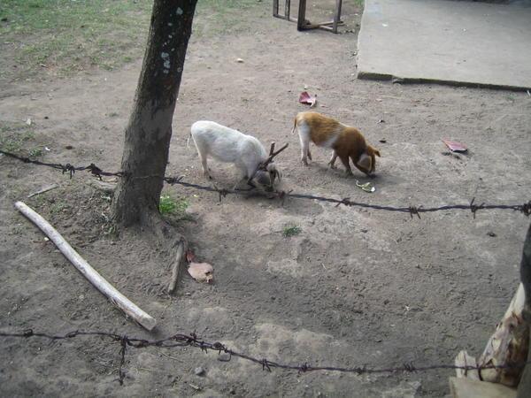 Pigs on Sticks