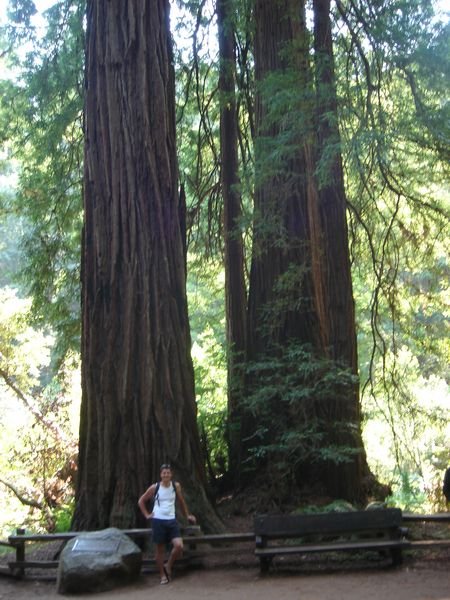 Selv Jakob kan føle sig lille for en gangs skyld, omgivet af Redwood træer