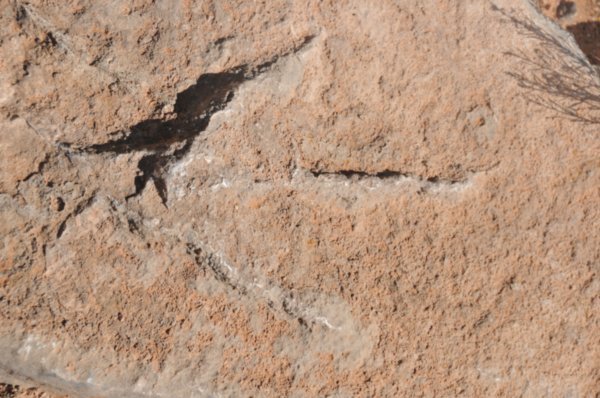 Dinosausaur Footprint