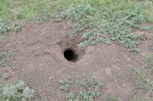 Pararie Dog Hole
