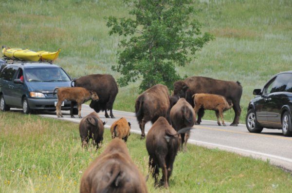 Bison Decides to cross the road.