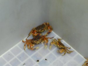 Crabs for sale