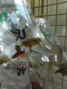 Terrapins for sale