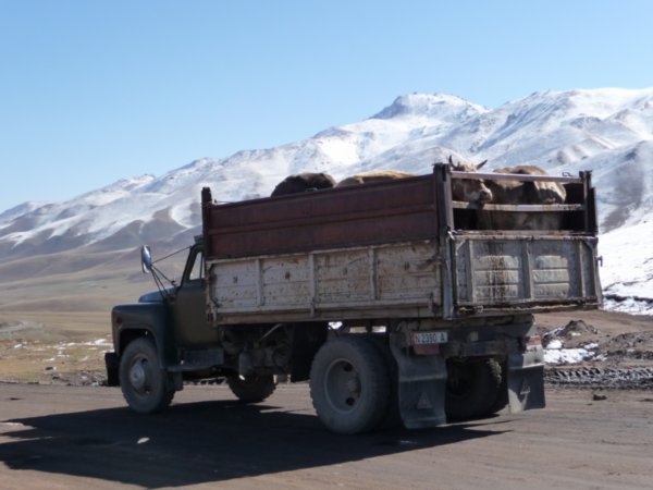Cattle transport to lower valleys