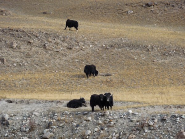 We didn't expect to meet yaks outside of Tibet