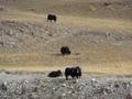 We didn't expect to meet yaks outside of Tibet