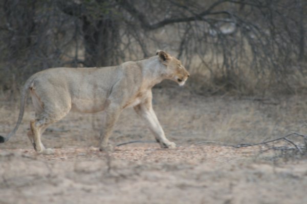The first Lion we saw
