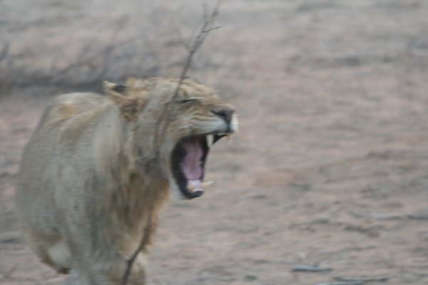 The Lion roars tonight