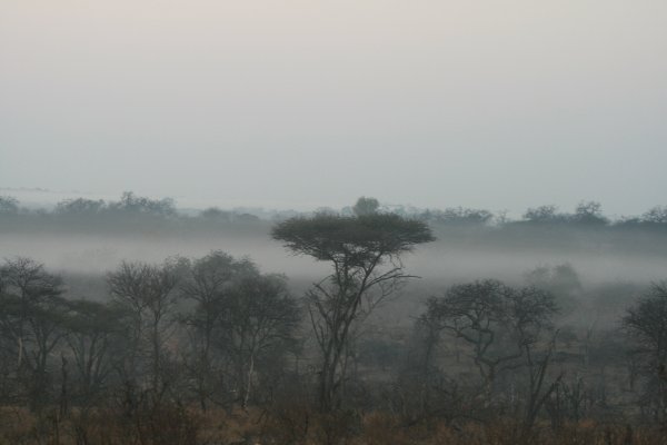 Mist over the reserve