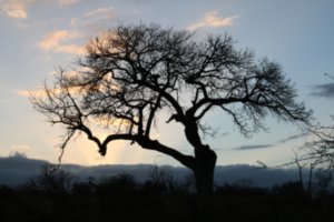 Sunrise and the murala Tree