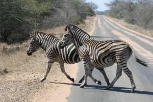 Zebra's Crossing Road