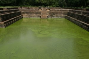Twin Ponds at Anuradhapura