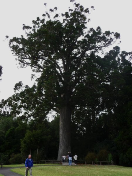 Kauri Tree