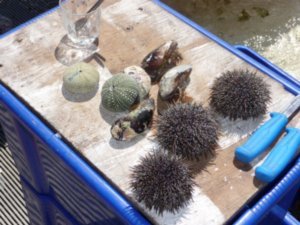 Sea Urchin &  Mussels 