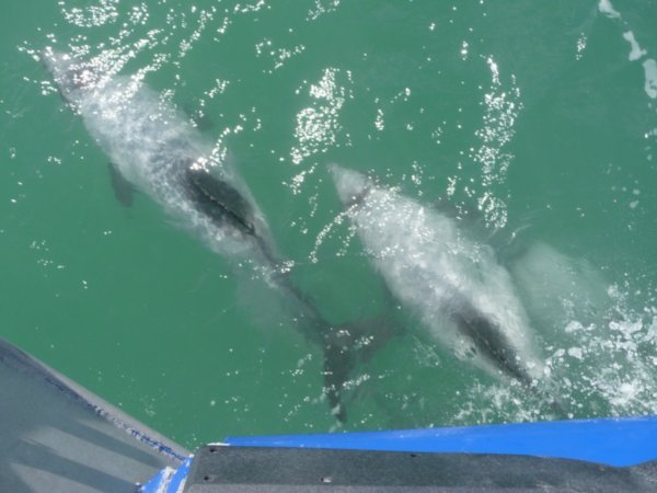 Hector Dolphins riding beside our boat