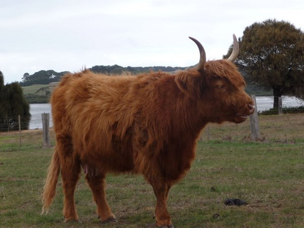Wooly Cow!