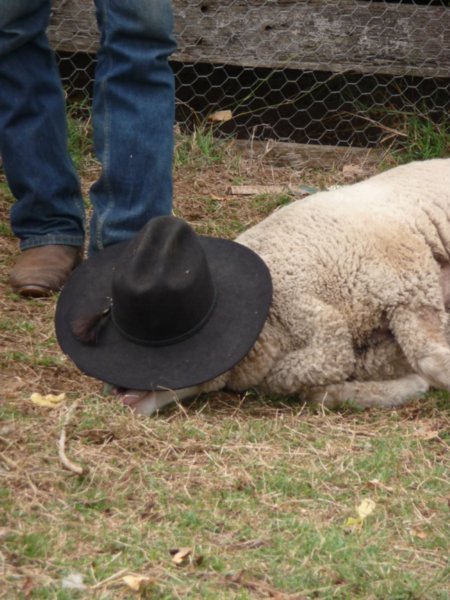 Lay a hat on a sheep and it wont move