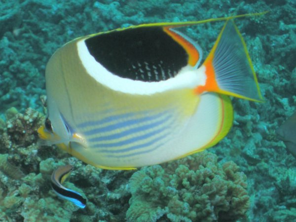 Saddled Butterfly Fish