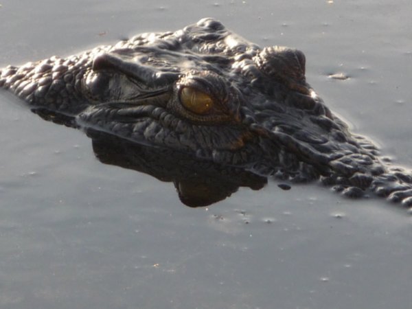 Saltwater Croc (3)