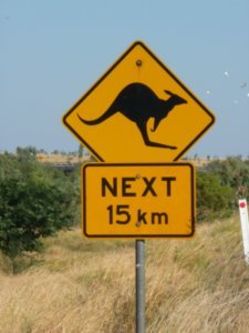 Kangaroos are where?