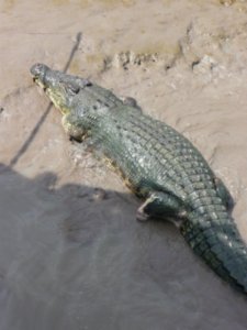 Limbless Croc