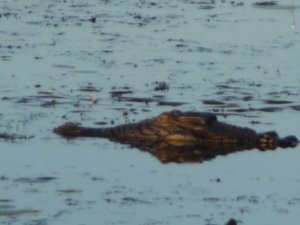 Saltwater Croc (2)