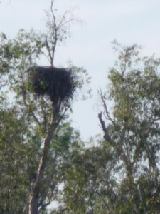 Ibis Nest