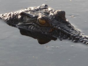 Saltwater Croc (3)