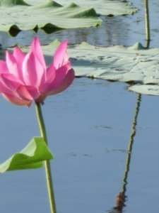 Water lillies and leaves (2)