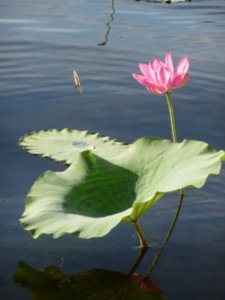 Water lillies and leaves (3)