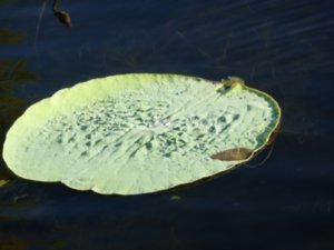 Water lillies and leaves (4)