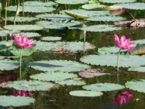 Water lillies and leaves